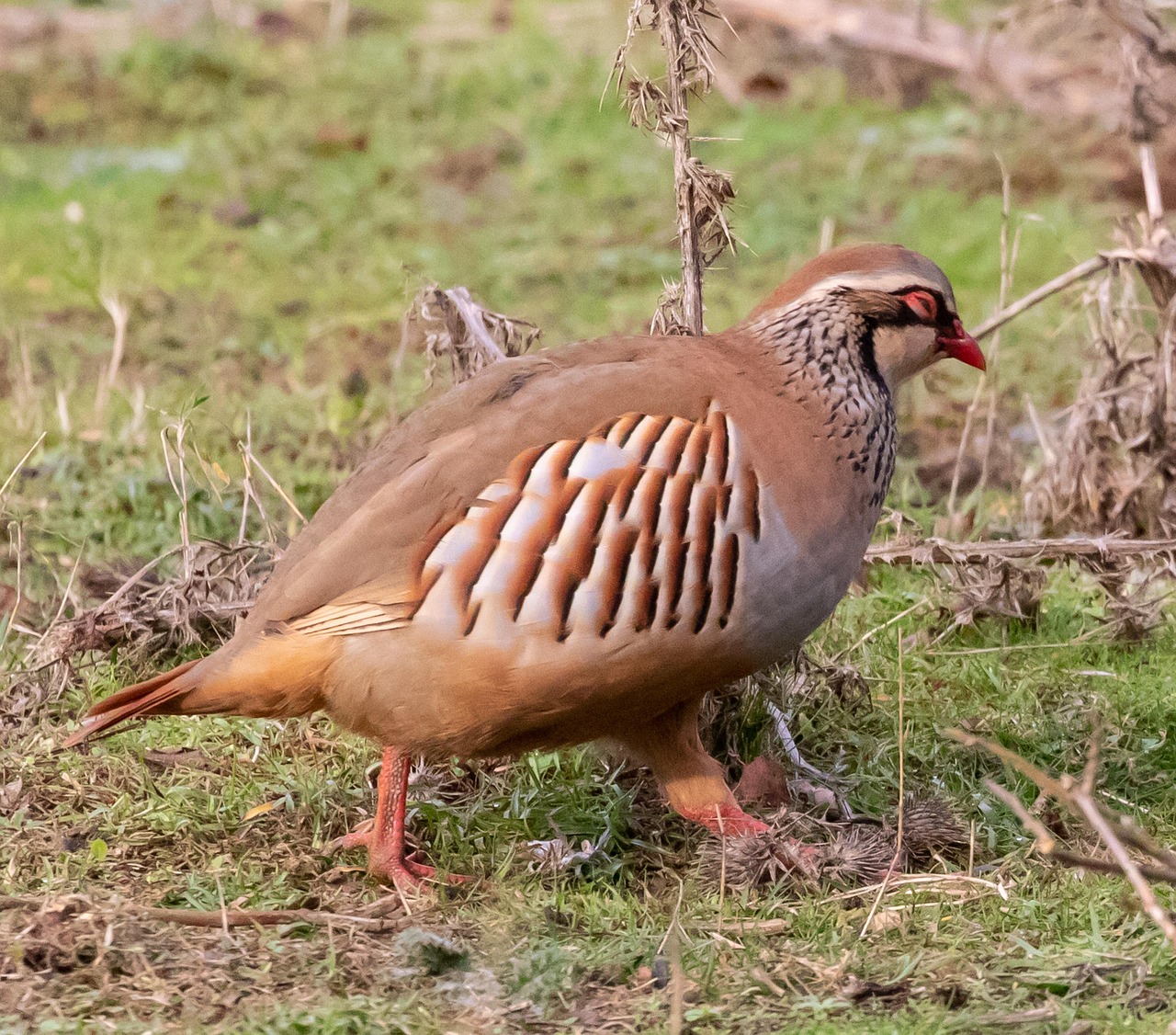 Partridge, game bird, game — From One-Armed Bandits to Digital Slots: The Transformation of Casino Games