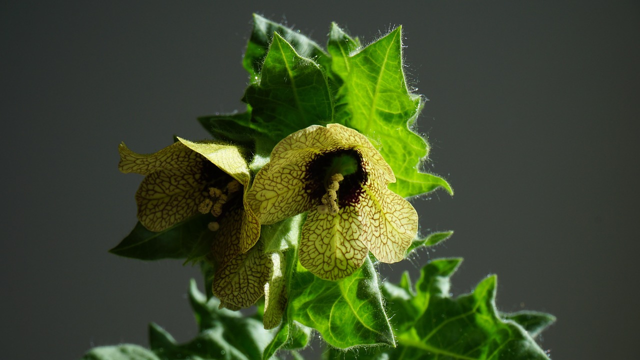 Hyoscyamus niger, henbane, mental health — Navigating the Buzz: A Comparative Guide to HHC and THC