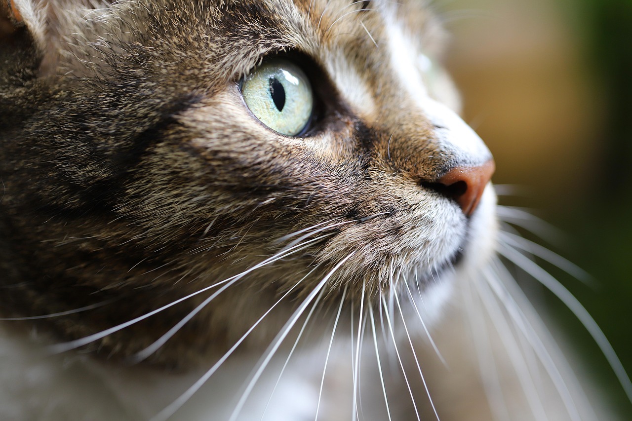 Cat, pet, cat eyes — Pet Screening: A Must in Modern Pet Care